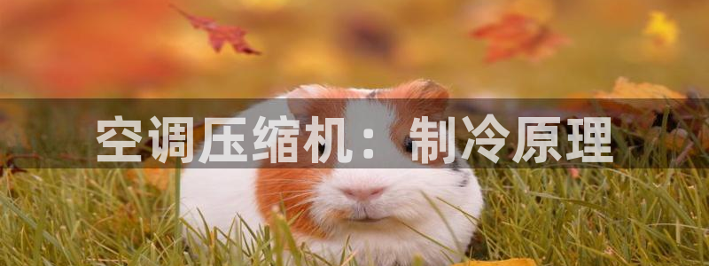 环球360官网会员怎么退款